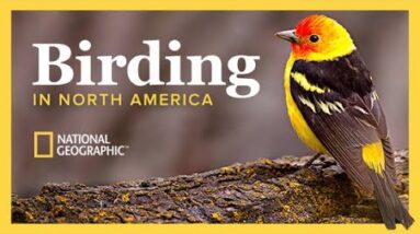 The National Geographic Guide to Birding in North America | The Great Courses 8 The National Geographic Guide to Birding in North America | The Great Courses