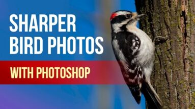 Bird Photography: Sharpen and Reduce Noise in Photoshop! 2 Bird Photography: Sharpen and Reduce Noise in Photoshop!