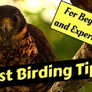 Bird Watching Tips (Birding)