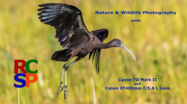Canon 7D Mark II and EF400mm f5.6 L 2 Canon 7D Mark II and EF400mm f5.6 L