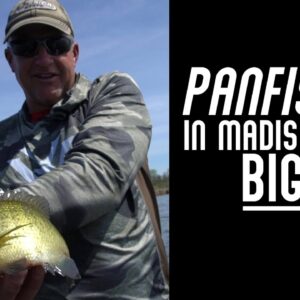 How to Locate and Catch Spawning Bluegills