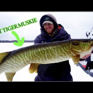 HYBRID MUSKY THROUGH THE ICE (tip-up fishing)