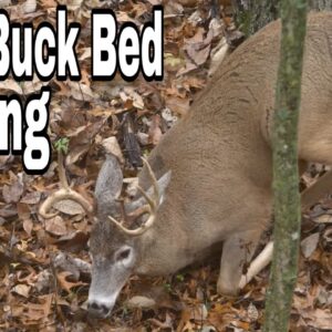 Locate Buck Beds In 5 Easy Steps